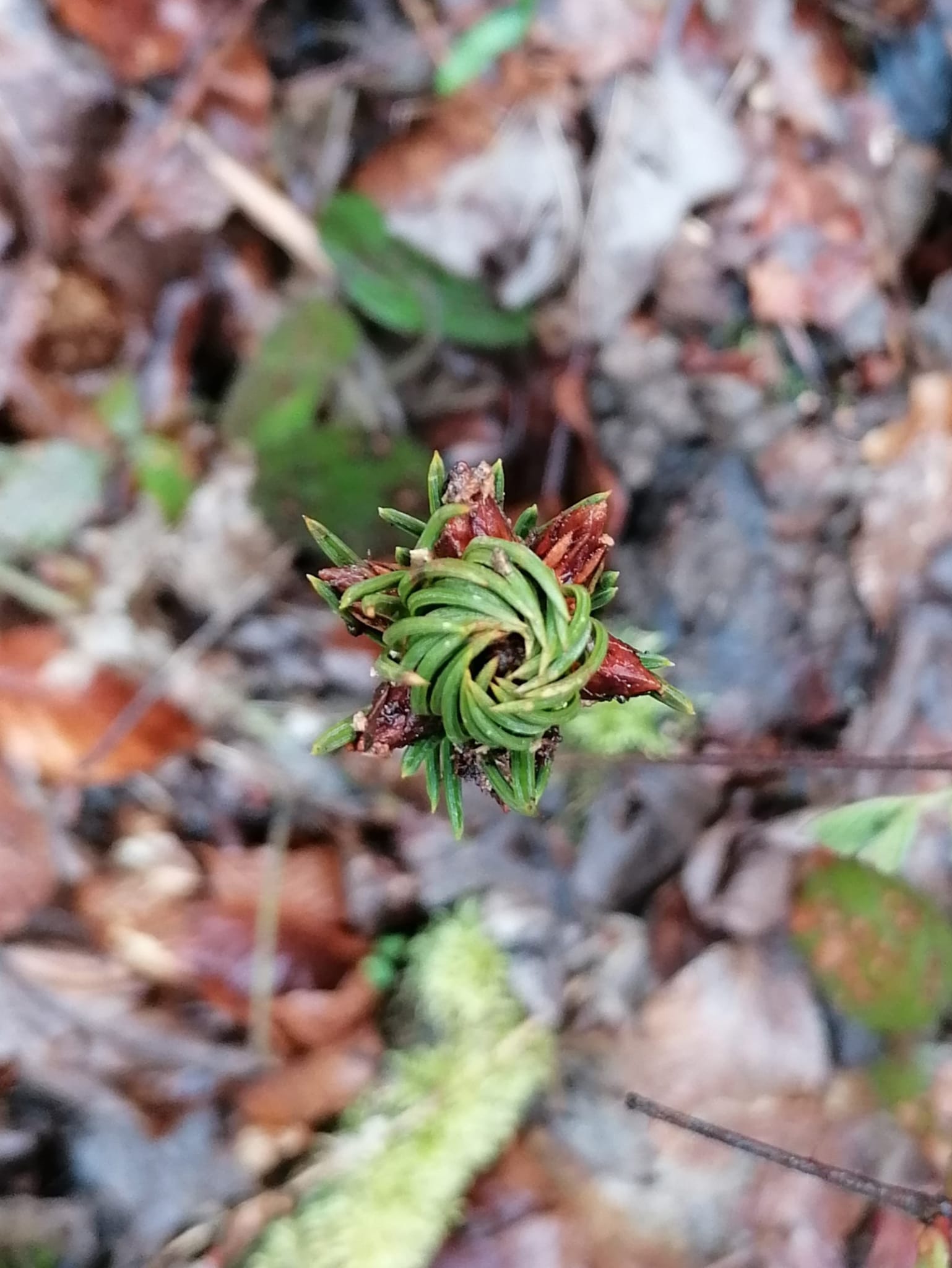 Couronne naturelle pour allumer le feu - Hutte de sudation de Gregory Brezzola - Architecte d'intérieur à Vevey - Feng shui - Kemara - Design holistique - Design biophilique - Suisse romande